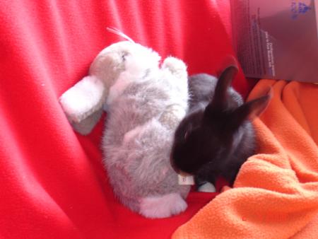 L'attaque du lapin
