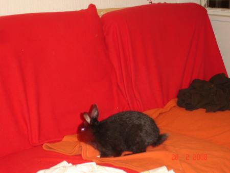 Le futon c'est mon dada 
