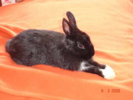 La position du sphinx