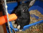 sacr&eacute;e vie de lapin